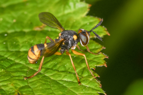 <i>Leopoldius coronatus</i> (Rondani, 1857)