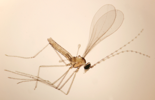 <i>Gynapteromyia heteroptera</i> (Mamaev & Spungis, 1980)