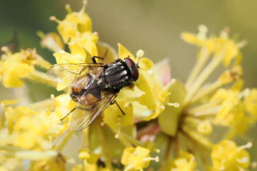 <i>Musca autumnalis</i> De Geer, 1776