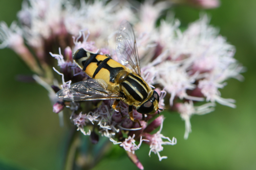 <i>Helophilus trivittatus</i> (Fabricius, 1805)