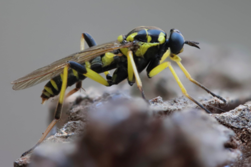 <i>Xylomyia maculata</i> (Meigen, 1804)